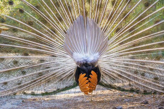 Indian peafowl (Pavo cristatus) doing cartwheels, View from behind, Blue peacock forest Plaka Forest, Kos, Dodecanese, Greece