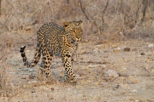 Leopard (Panthera pardus) roaming through its territory, Etosha National Park, Namibia
