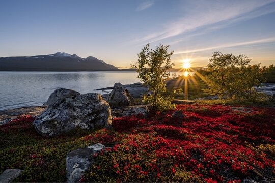 Autumnal fell landscape with lake Akkajaure and mountain range Akka, sunset, Stora Sj&ouml;fallet National Park, Laponia, Norrbotten, Lapland, Sweden