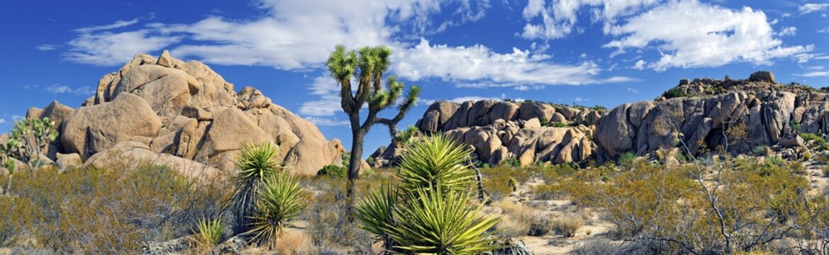 Joshua Tree or Palm Tree Yucca (Yucca brevifolia), Split Rock, Joshua Tree National Park, Desert Center, California, USA