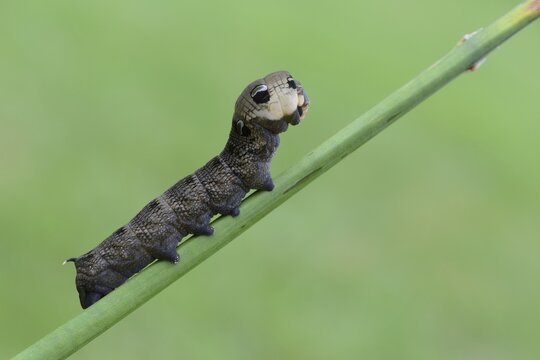 Caterpillar, Elephant Hawk-moth (Deilephila elpenor), Emsland, Lower Saxony, Germany