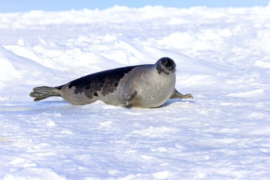 Harp Seal or Saddleback Seal (Pagophilus groenlandicus, Phoca groenlandica), adult female on pack ice, Magdalen Islands, Gulf of Saint Lawrence, Quebec, Canada