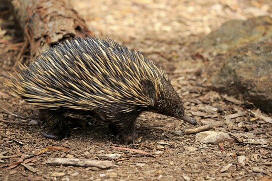 Short-beaked echidna (Tachyglossus aculeatus), adult, Mount Lofty, South Australia, Australia