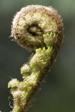 Braun's holly fern (Polystichum braunii) sprouting frond