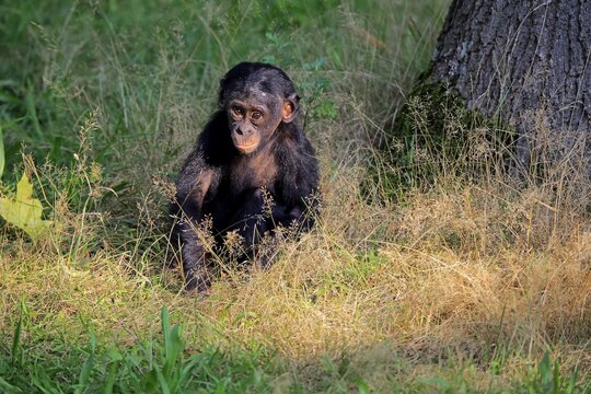 Bonobo (Pan Paniscus), young animal sits in meadow, captive
