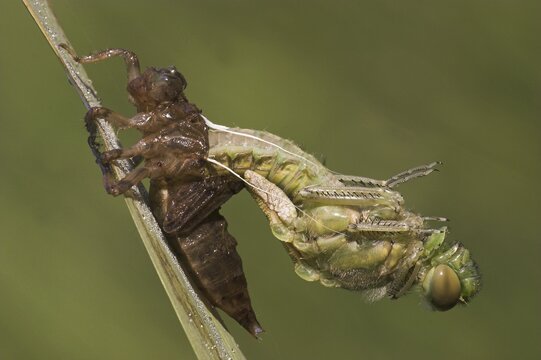 Four-spotted Chaser (Libellula quadrimaculata) hatching, eclosion, metamorphosis, Hesse, Germany