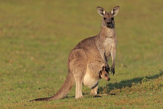 Eastern giant grey kangaroo (Macropus giganteus), adult, female, mother with young, in pouch, on grassland, social behaviour, Maloney Beach, New South Wales, Australia