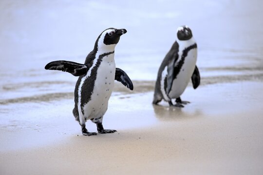 African Penguins or Jackass Penguins (Spheniscus demersus), pair on the beach, Boulders Beach, Simon's Town, Western Cape, South Africa