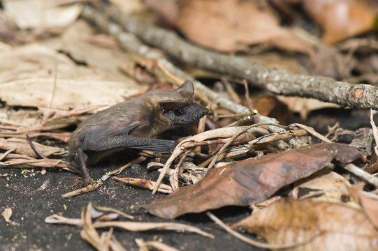 Brazilian free-tailed bat (Tadarida brasiliensis), Alta Floresta, Mato Grosso, Brazil, South America