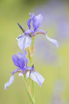 Siberian iris (Iris sibirica), Hesse, Germany