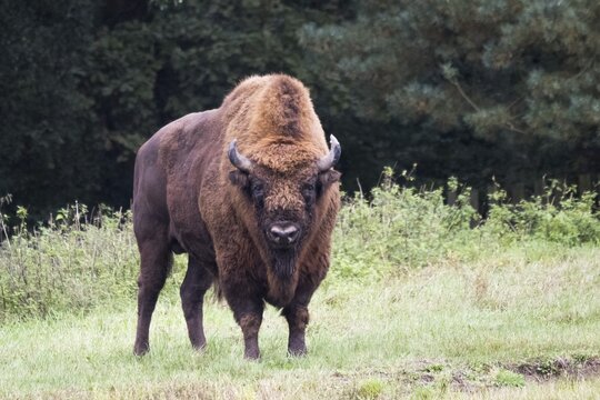 European bison (Bison bonasus), Damerow bison reserve, Mecklenburg-Western Pomerania, Germany