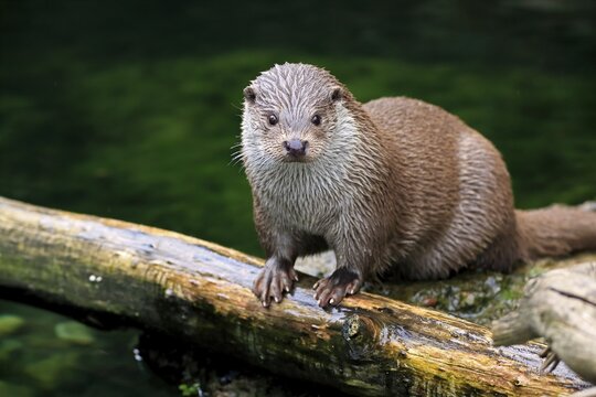 European otter (Lutra lutra), adult, at the water, captive, Austria