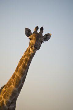Giraffe (Giraffa camelopardalis), Dan Viljoen National Park, Namibia, Africa