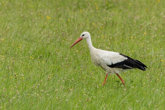 The white stork with long red beak walking in a meadow with green grass and flowers looking for food. Summer day.