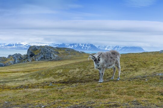 Svalbard Reindeer (Rangifer tarandus platyrhynchus) in the tundra, Spitsbergen Island, Svalbard archipelago, Norway