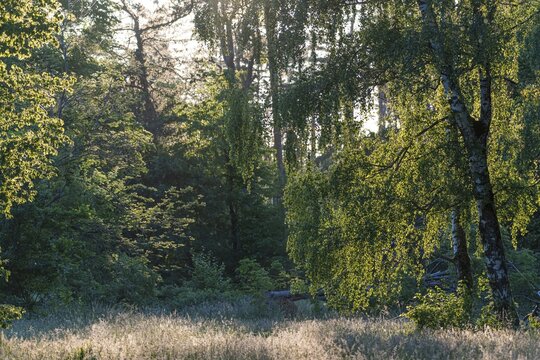 Flowering meadow in a clearing in the forest, Perlacher Forst, Munich, Upper Bavaria, Bavaria, Germany