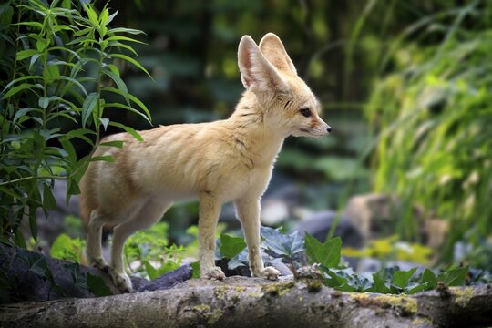 Fennec, fennec fox (Vulpes zerda), adult, watchful, captive, Occurrence North Africa