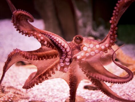 Red Octopus (Octopoda) in an aquarium, captive