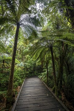 Tree ferns (Cyatheales) next to hiking trail in Kauri Forest, Kauri Walks, Waipoua Forest, Northland, North Island, New Zealand