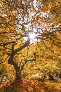 Downy Japanese Maple (Acer japonicum) with autumn colour, Japanese Garden, Portland, Oregon, USA