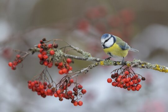 Blue tit (Cyanistes caeruleus), on a lichen-covered rowan branch with red berries, Swabian Alb Biosphere Reserve, Baden-W&uuml;rttemberg, Germany