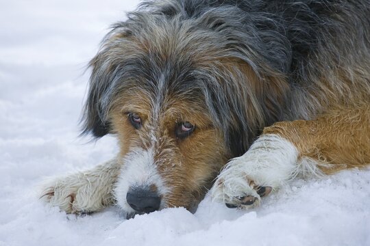 St. Bernard mix, Frein, Styria, Austria, Europe