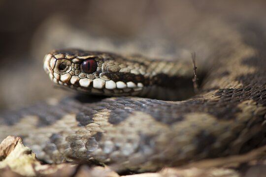Common European adder or viper (Vipera berus), Emsland, Lower Saxony, Germany
