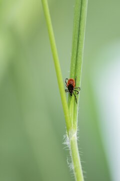 Female tick, Castor Bean Tick (Ixodes ricinus) lurks on a blade of grass, Bavaria, Germany