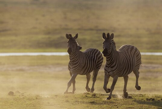 Burchell's Zebra (Equus quagga burchelli), have been unsuccessfully chased, Chobe National Park, Botswana