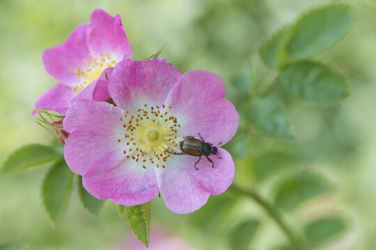 Dog-rose (Rosa canina) with Garden Chafer (Phyllopertha horticula), Emsland, Lower Saxony, Germany