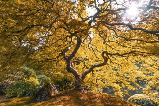 Downy Japanese Maple (Acer japonicum) with autumn colour, Japanese Garden, Portland, Oregon, USA