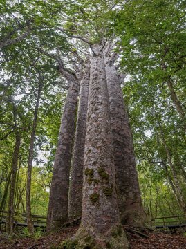 Four Kauri trees (Agathis australis) standing together, The Four Sisters, Waipoua forest, Northland, North Island, New Zealand