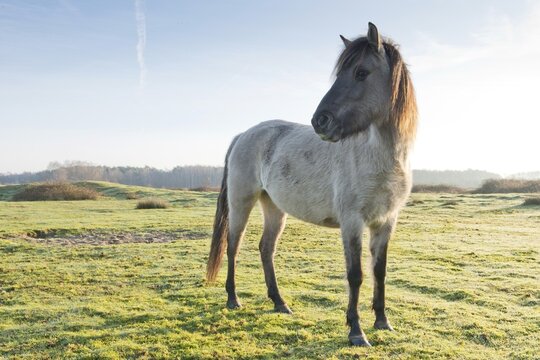 Tarpan (Equus ferus ferus), backcrossing, Wacholderhain Hasel&uuml;nne, Emsland, Lower Saxony, Germany