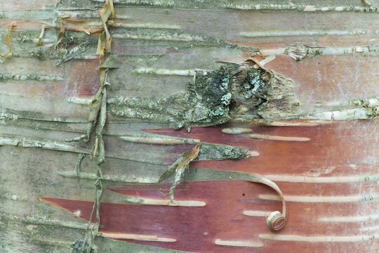 Bark of Erman's Birch (Betula ermanii), Alsace-Lorraine, Vosges, France