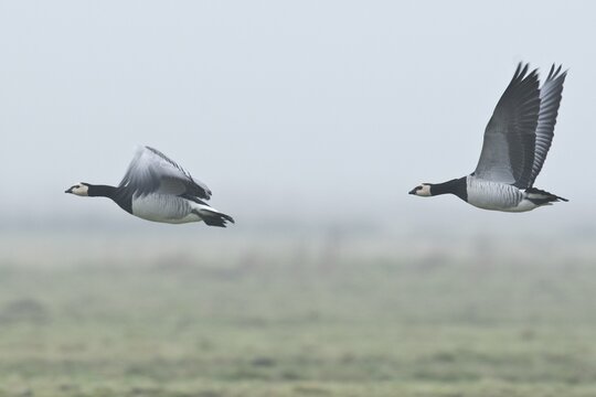 Barnacle Geese, White-fronted Geese (Branta leucopsis), flying, East Frisia, Lower Saxony, Germany
