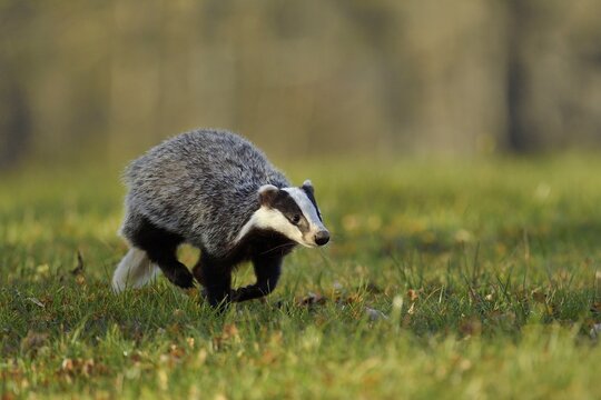 European badger (Meles meles), jumps over meadow, captive, Bohemian Forest, Czech Republic