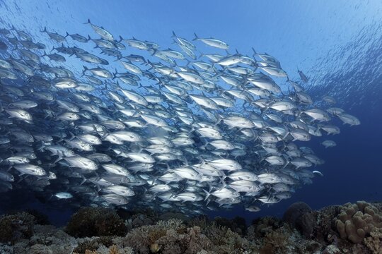 Swarm of fish Bigeye trevallies (Caranx sexfasciatus) swims over coral reef, Great Barrier Reef, Unesco World Heritage, Coral Sea, Pacific, Australia