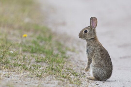 European rabbit (Oryctolagus cuniculus), young animal sits at the wayside, Emsland, Lower Saxony, Germany