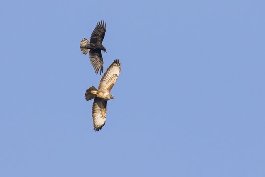 Dogfight between a Carrion Crow (Corvus corone) and a Buzzard (Buteo buteo), Hesse, Germany