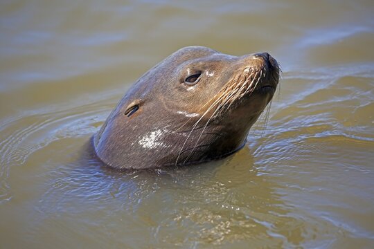 California sea lion (Zalophus californianus), adult, animal portrait in water, floating, Elkhorn Slough, Monterey, California, North America, USA