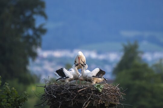 White Stork feeding young, Ciconia ciconia, L&uuml;tzelsee, Canton of Zurich, Switzerland
