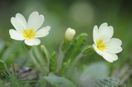 Common primrose or English primrose (Primula vulgaris)
