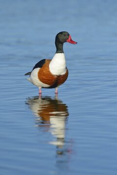 Shelduck (Tadorna Tadorna), alert male, drake, Wagejot nature reserve, Texel, West Frisian Islands, Province of North Holland, Netherlands
