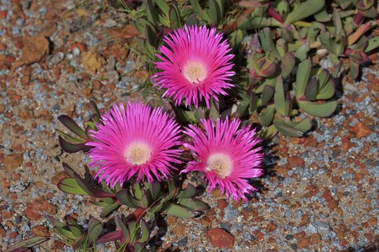 Hottentot-fig (Carpobrotus edulis), flower, flowering, Kirstenbosch Botanical Garden, Cape Town, South Africa