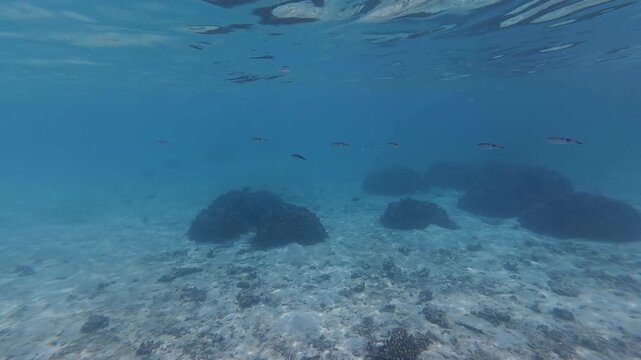 School of cuttlefish swimming together over a coral reef in clear tropical water in the Maldives. Unique underwater scene with multiple cephalopods during snorkeling.