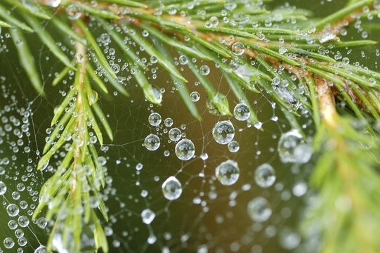 Spider net with dew drop hanging in a twig of a fir