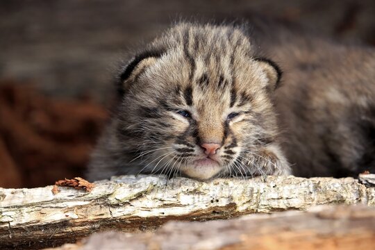 Bobcat (Lynx rufus), young animal looking out of animal den, animal portrait, Pine County, Minnesota, USA