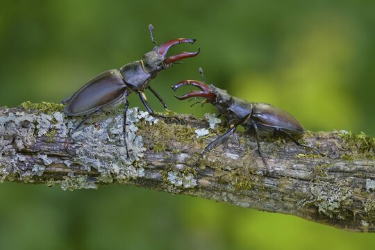 Stag beetle (Lucanus cervus), two males in fighting position on a branch covered with moss and lichen, Swabian Alb, Baden-W&uuml;rttemberg, Germany
