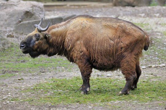 Mishmi Takin (Budorcas Taxicolor taxicolor), adult, female, captive, China