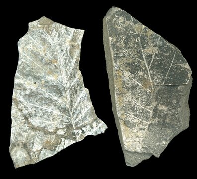 Fossilized leaves from Surtarbrandsgil Valley, Iceland